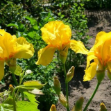 Как се използват ирисите в озеленяването на градински парцел